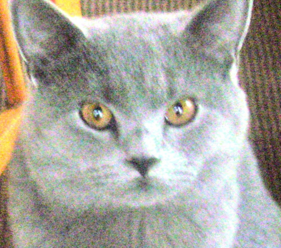 Aleksandra, Kurów Aleksandra, Kurów