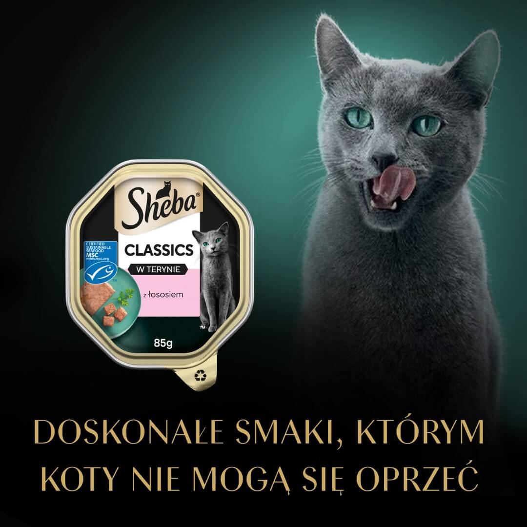 Sheba Classics 85g Z Łososiem Mokra Karma Dla Kota W Terynie