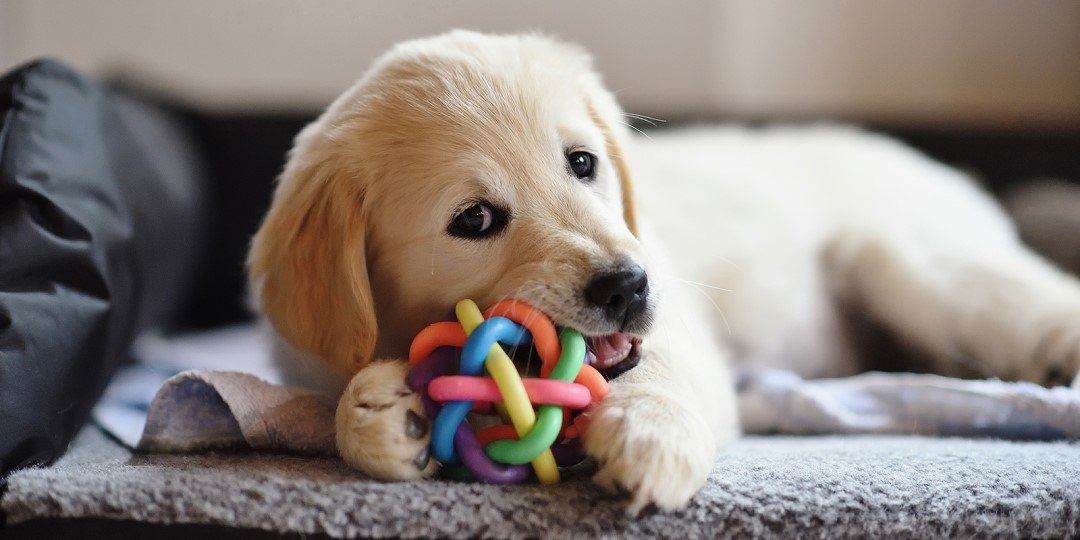 Pies Szczeniaczek Golden Retriever bawi się piłką z dzwoneczkiem, Pies gryzie piłkę