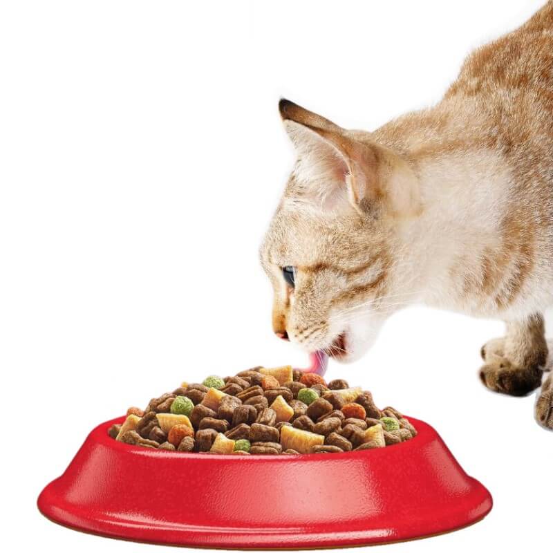 Kot je suchą karmę z miski