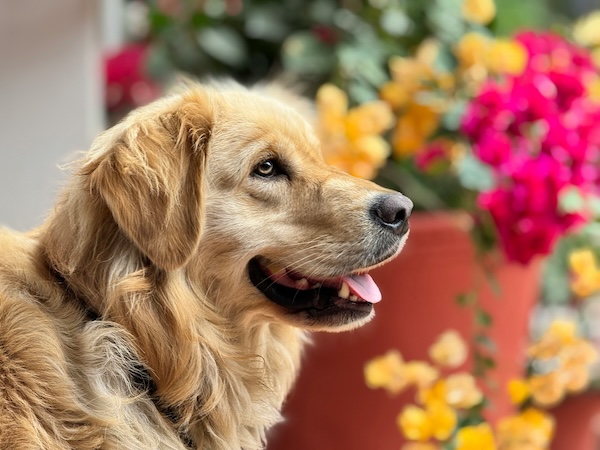 10 zasad dla zdrowego psa 3