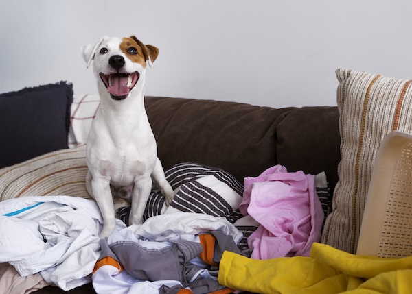 Dziwne nawyki psów 3