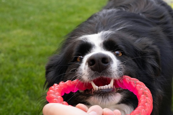 Jak dbać o zęby psa 2