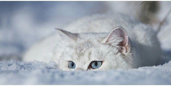 Jak przygotować kota na zimę