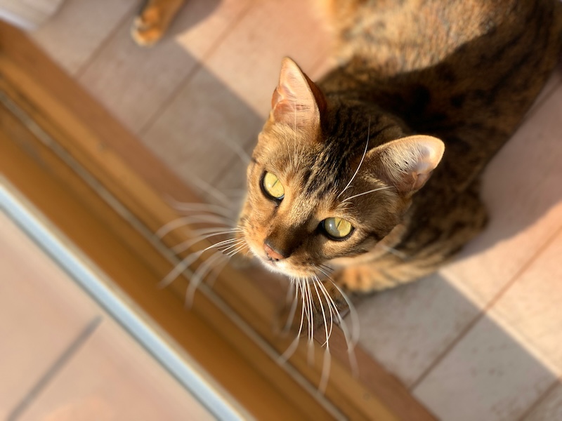 Jaki żwirek dla kota 3