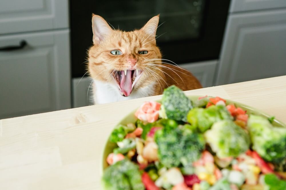 Jakie warzywa są korzystne dla kotów