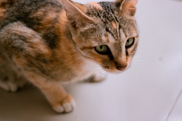 Kot traci na wadze 3