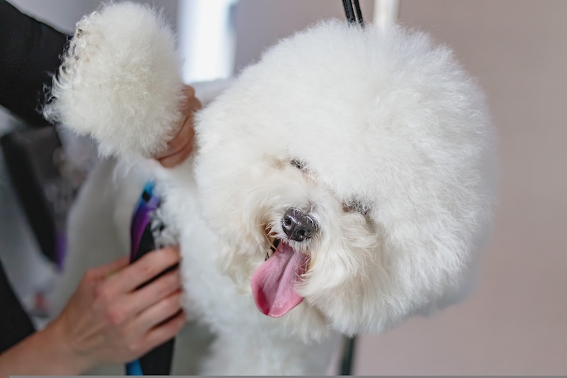 Sami strzyżemy psa 3