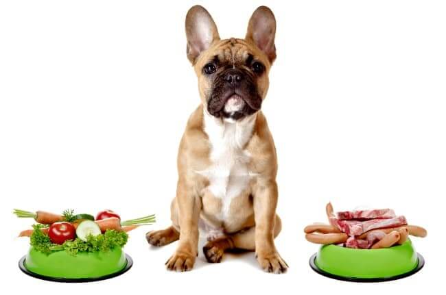 Wegetariańska dieta dla psa