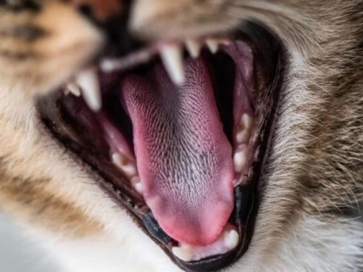Zęby u kota