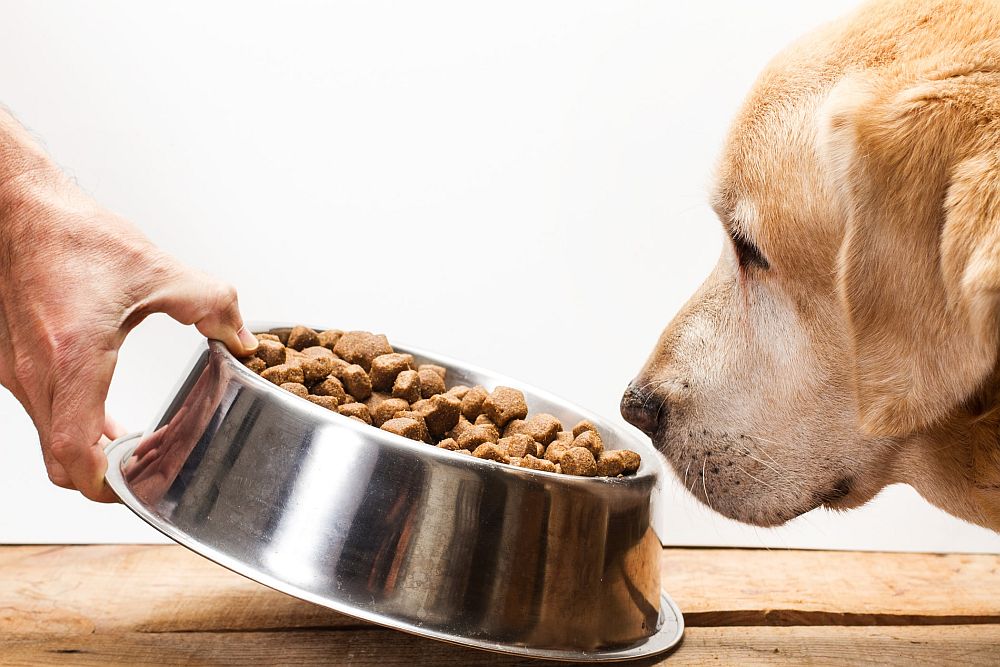 Jak zmienić odżywienie psa?