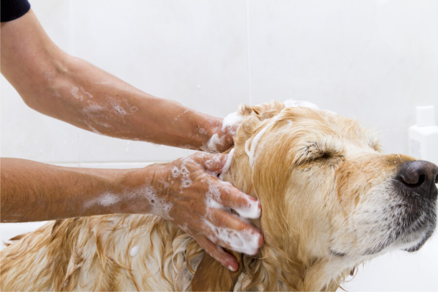 Jak kąpać psa