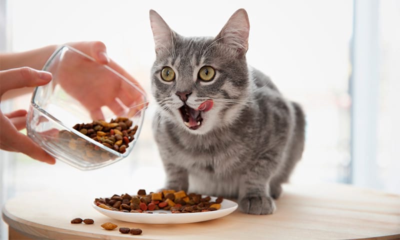 jak wybrać karmę dla kota