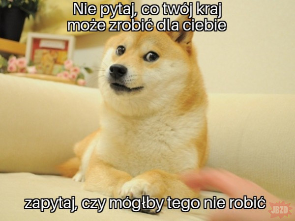 Pies shiba inu – kompleksowa charakterystyka rasy 2