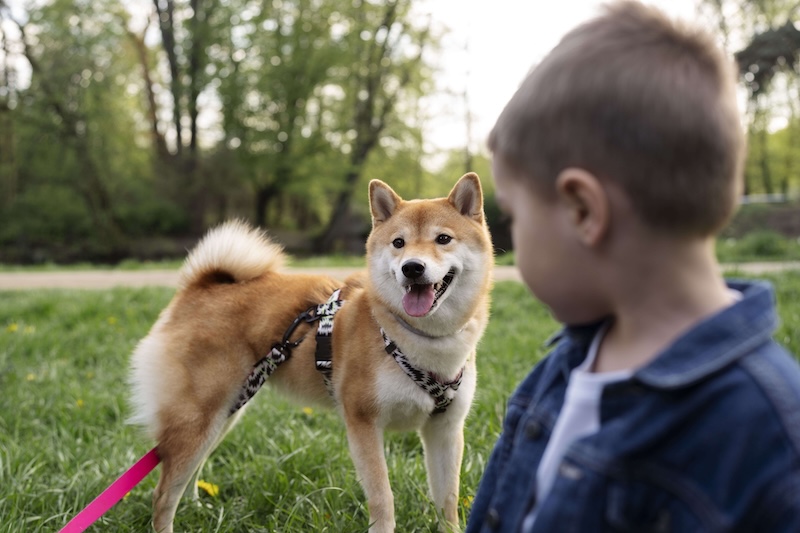 Pies shiba inu – kompleksowa charakterystyka rasy 1