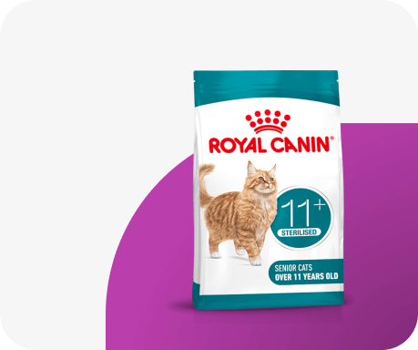 Sucha karma dla kota