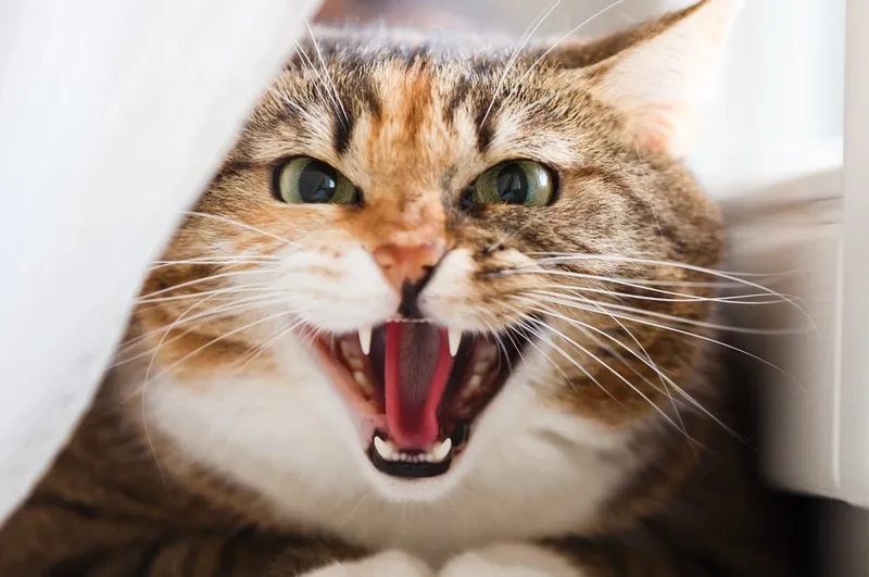 10 rzeczy, które denerwują twojego kota
