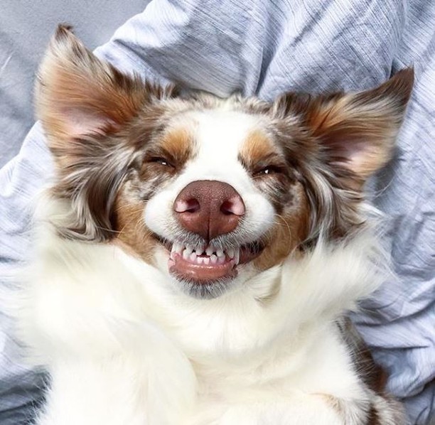 Uśmiech! Jak sprawić, by zęby Twojego psa znów wyglądały świetnie