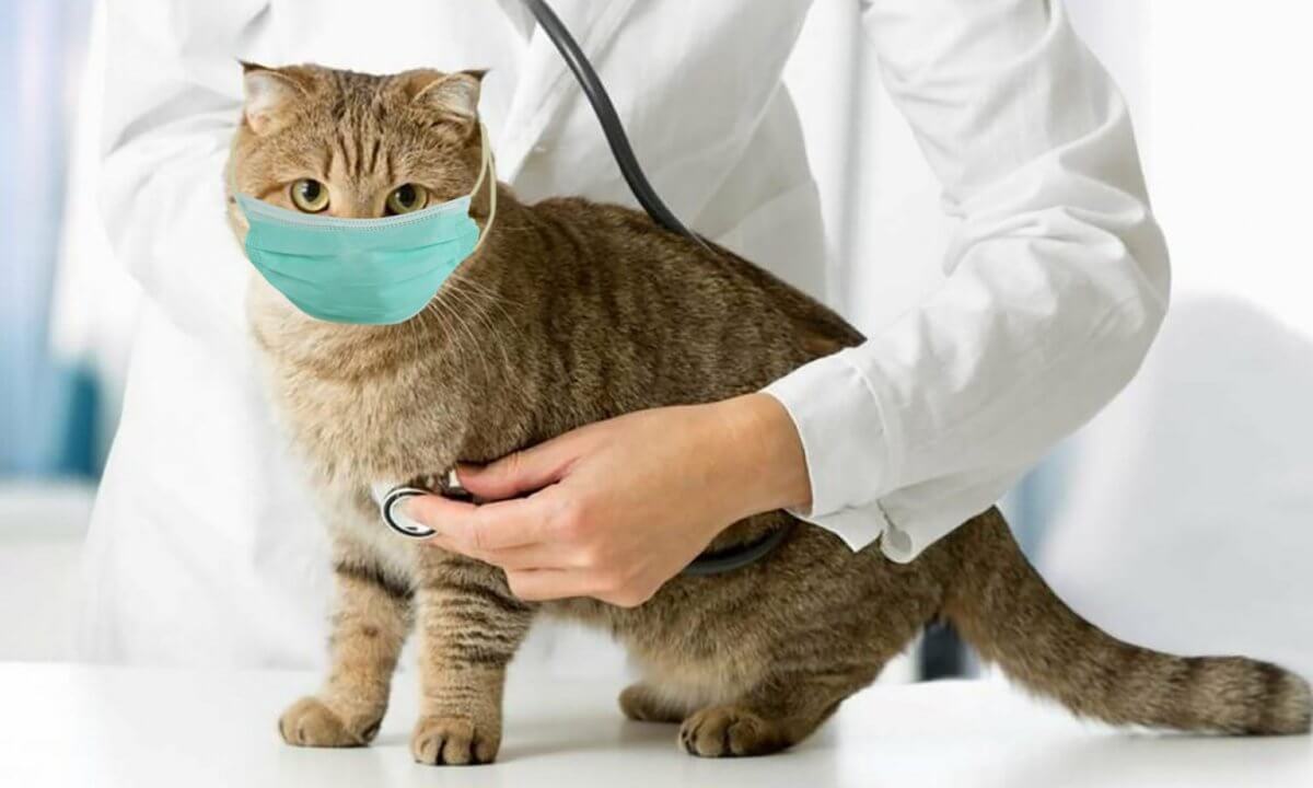 Koronawirus u kotów