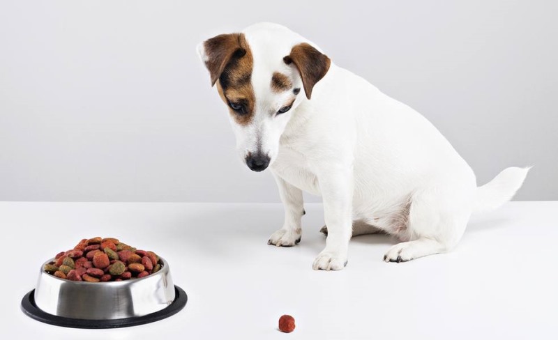 Jak pobudzić apetyt psa?