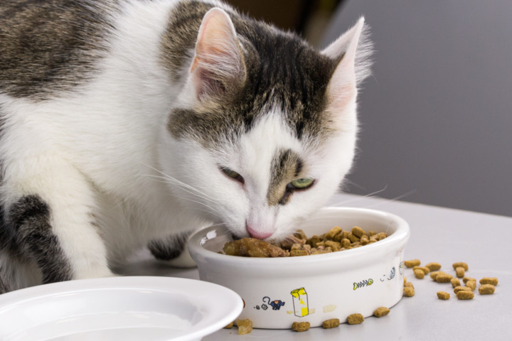 Sucha karma dla zdrowia zębów u kotów