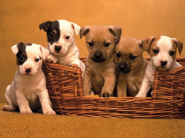5 wskazówek dla przyszłych i obecnych właścicieli s sczeniąt, które pomogą wychować wspaniałe psy.