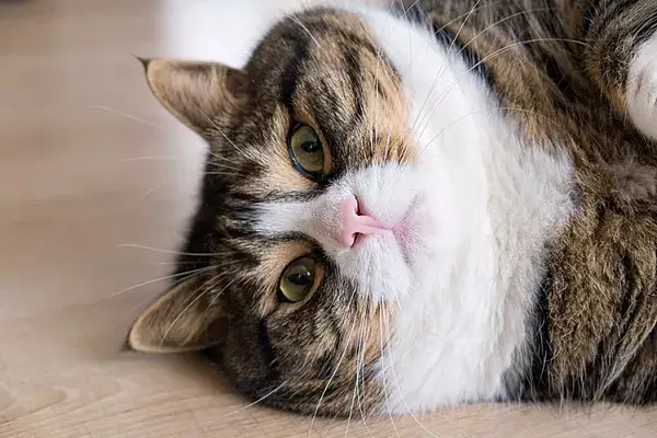 Nadwaga u kota — jak ją rozpoznać i jej zaradzić?