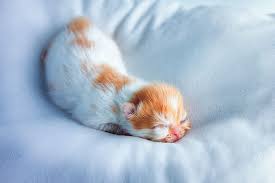 Dlaczego koty tak dużo śpią? 