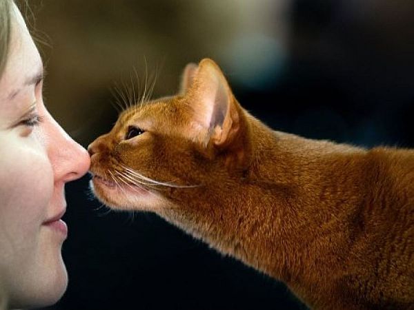 Jak koty okazują miłość – 10 sposobów na kocią miłość