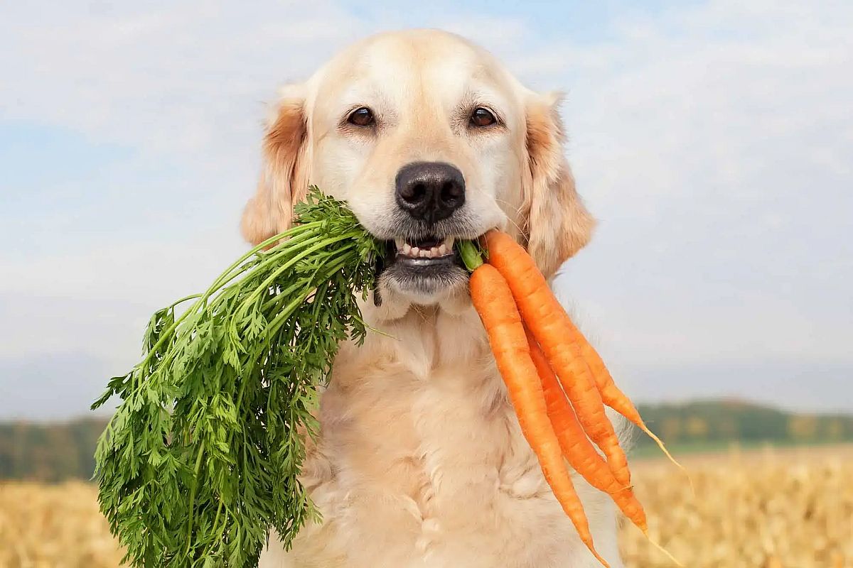 Dieta wegańska dla psa — kiedy warto na nią przejść?