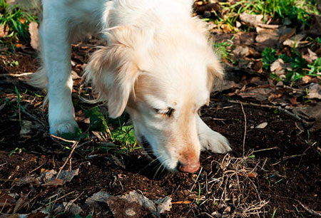 Dlaczego pies je ziemię i co z tym można zrobić — praktyczne porady