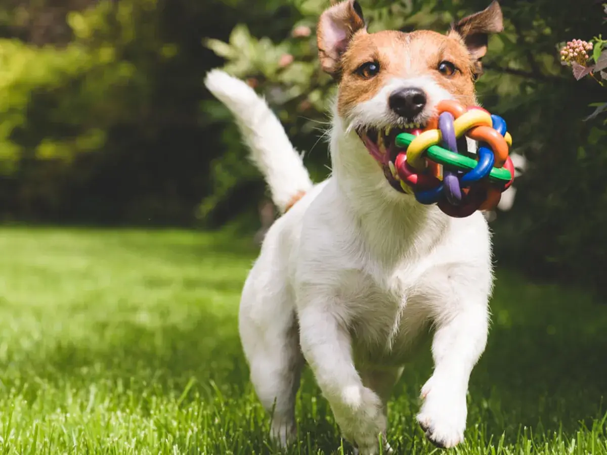 Zabawy z psem w domu — 10 sposobów na nudę