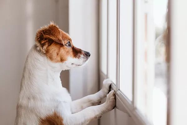 Pies sam w domu — jak osłodzić pupilowi samotność?