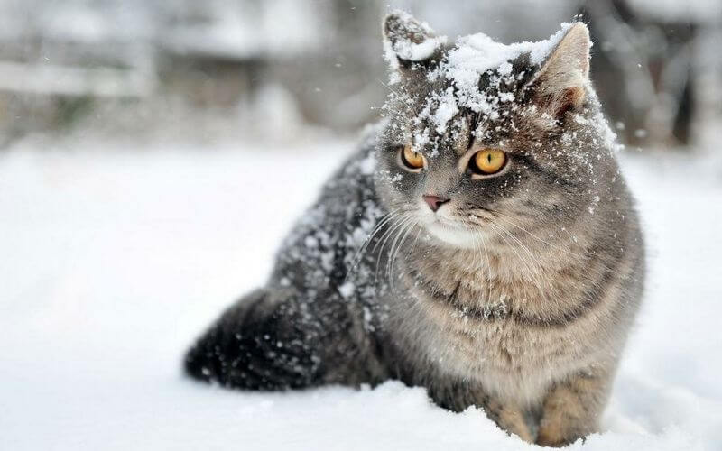 Zima blisko: jak przygotować swojego kota na nadchodzące mrozy?