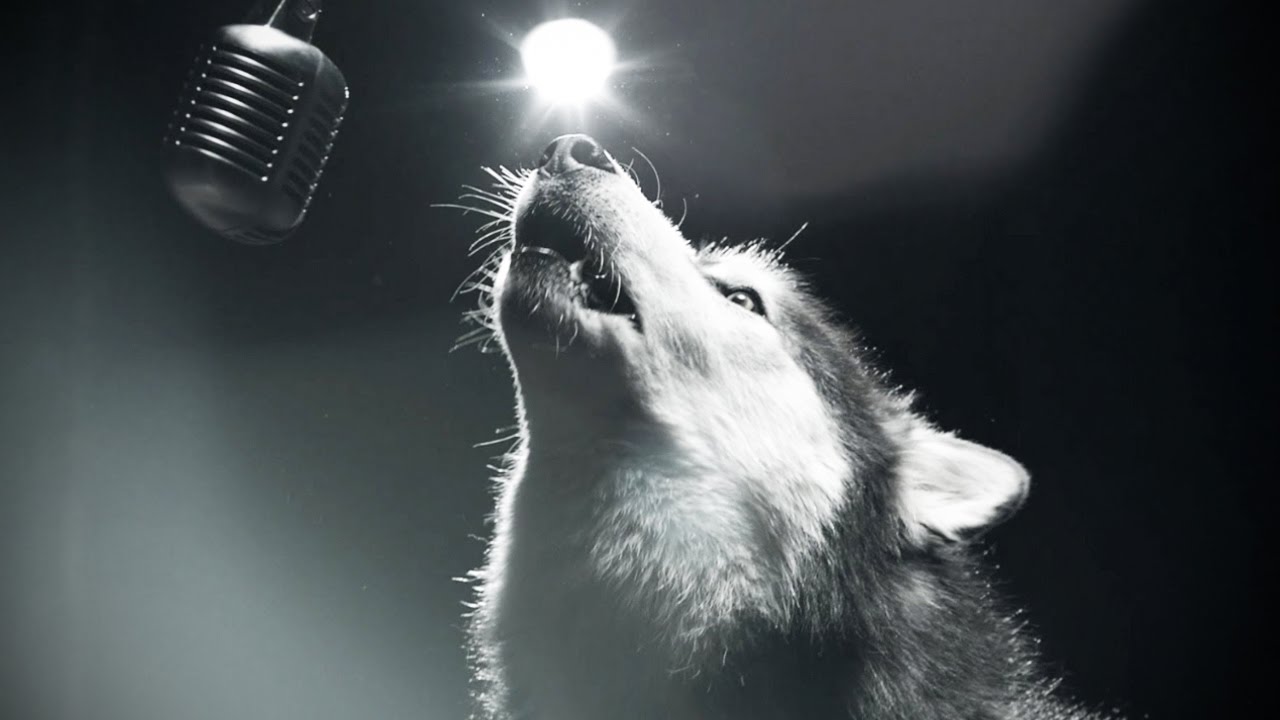10 najbardziej znanych piosenek o psach