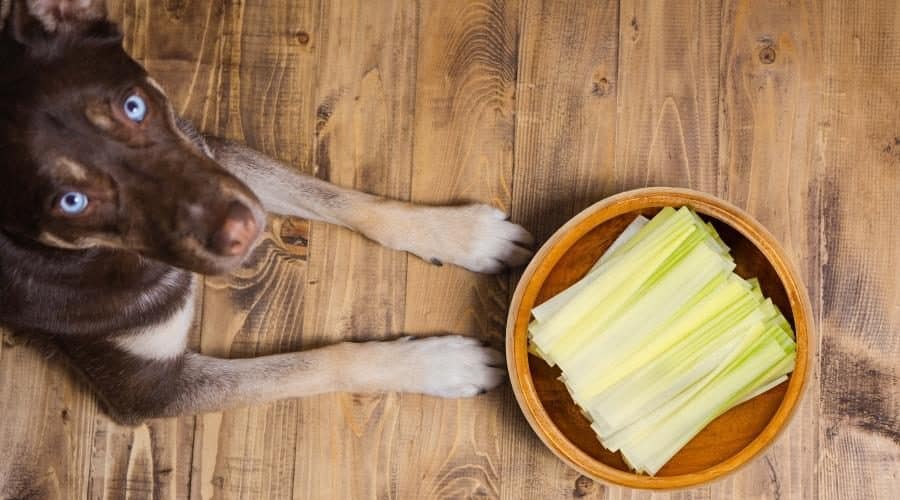Czy pies może jeść pora – przygotowywanie pora i jego korzyści