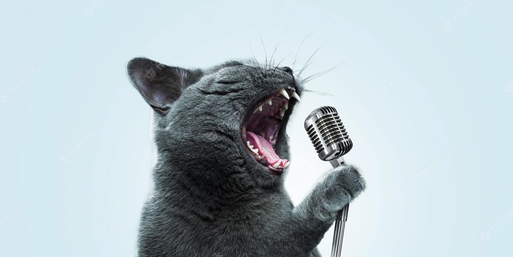 10 najbardziej znanych piosenek o kotach