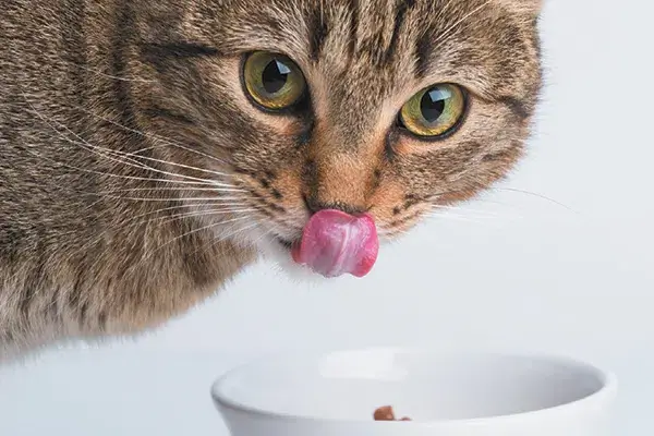 Ranking smakołyków dla kotów – 2023 od Unizoo