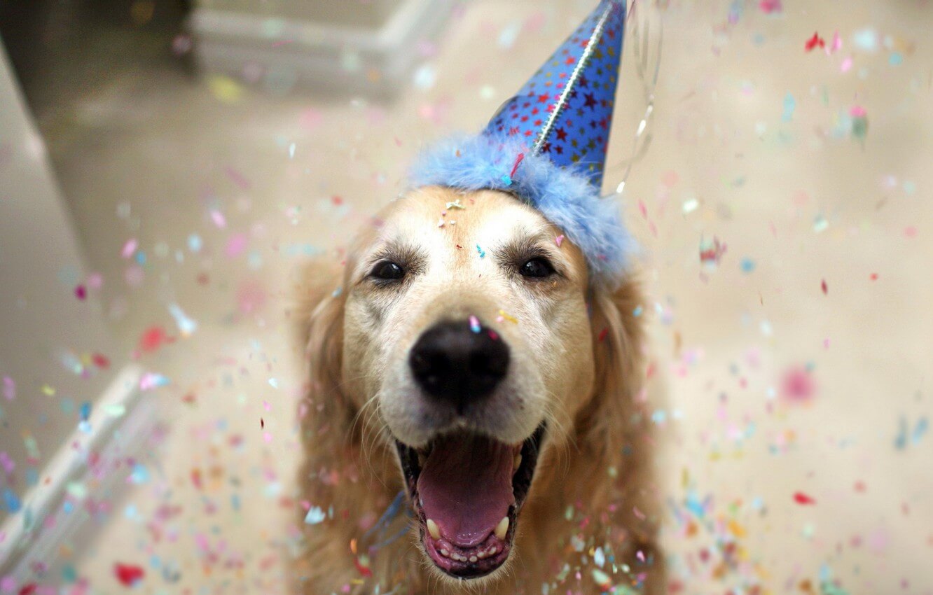 Najlepsze pomysły na prezent dla psa na święta lub urodziny
