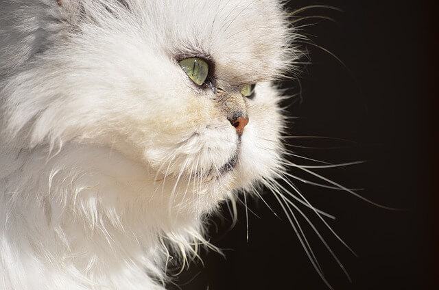 Utrzymanie kotów perskich – charakterystyka i opis rasy