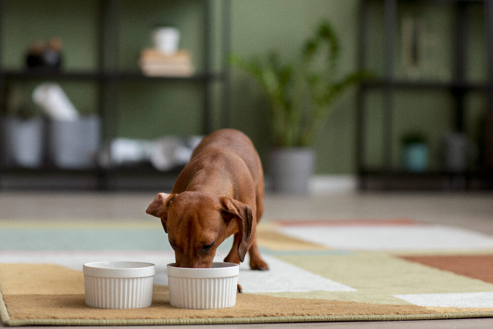 Jak karmić szczeniaka dzięki produktom Royal Canin?