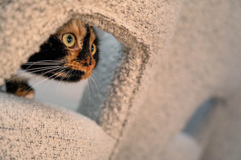 Jakich dźwięków nie lubią koty? Sprawdź, zanim je przestraszysz