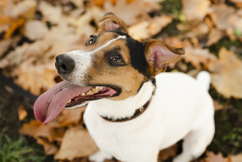 Jak dbać o psa jesienią: zasady dla zdrowia i komfortu