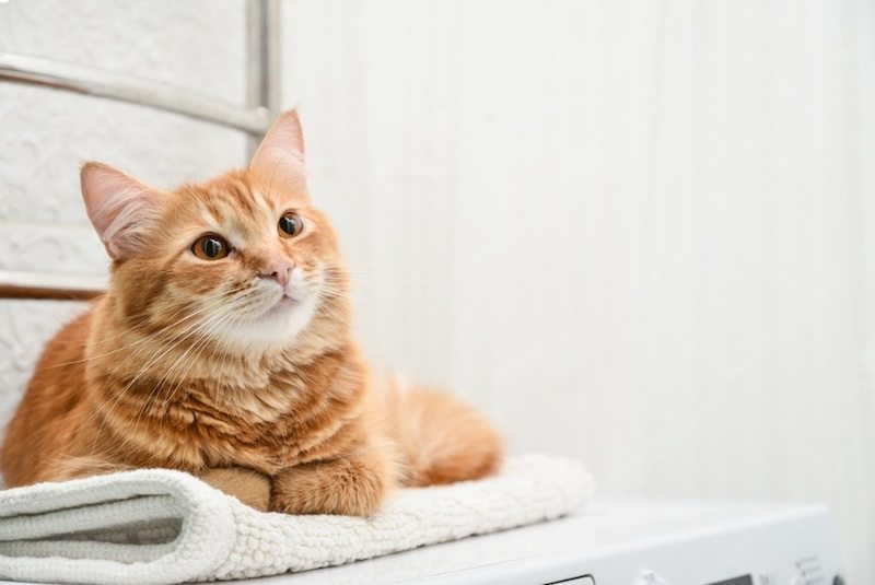 Dlaczego koty podglądają w łazience — TOP-7 wyjaśnień