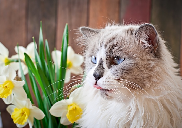 Kot ragdoll – co warto wiedzieć przed adopcją?