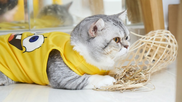 Kot po kastracji – co musisz wiedzieć jako opiekun?