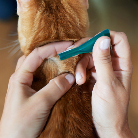 Frontline Combo Spot-On Dla Kotów Pipeta 3x0,5ml Krople Na Pchły Kleszcze i Wszoły