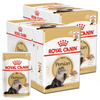 Royal Canin FBN Persian Adult 24x85g Karma Mokra Pasztet Dla Kotów Dorosłych Rasy Pers