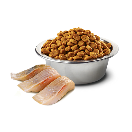 Farmina N&D Cat Ocean Herring Orange Neutered Adult 1,5kg Sucha Karma ze Śledziem Dla Kotów Kastrowanych