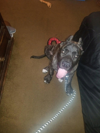 CZARNA MOCNA SMYCZ 3m DLA DUŻYCH SILNYCH PSÓW PSA ODBLASKOWA